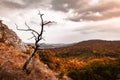 A dead tree on a hillside towering over a valley. Royalty Free Stock Photo