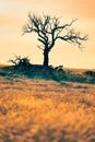 Dead tree on hilltop with dry grass and dramatic golden sunset light Royalty Free Stock Photo