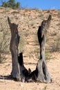 Dead tree hit by a strike in the desert Royalty Free Stock Photo