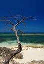 Dead tree in Holguin Cuba Royalty Free Stock Photo