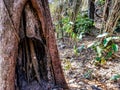 Dead tree with hollow trunk in tropical forest