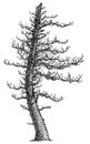 Dead tree illustration, drawing, engraving, ink, line art, vector Royalty Free Stock Photo