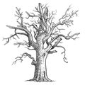 Dead tree illustration, drawing, engraving, ink, line art, vector Royalty Free Stock Photo