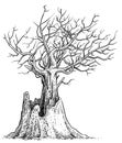 Dead tree illustration, drawing, engraving, ink, line art, vector Royalty Free Stock Photo