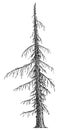 Dead tree illustration, drawing, engraving, ink, line art, vector Royalty Free Stock Photo