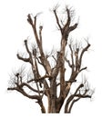 Dead tree isolated