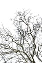 Dead tree isolated split white background