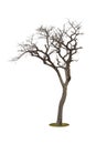 Dead tree isolated white background Royalty Free Stock Photo