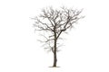 Dead tree isolated white background Royalty Free Stock Photo