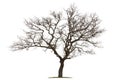 Dead tree isolated with white background Royalty Free Stock Photo