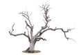 Dead tree isolated on white Royalty Free Stock Photo