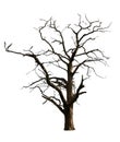 Dead Tree Royalty Free Stock Photo