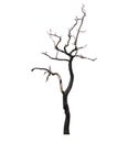Dead Tree isolated on white background