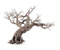 Dead tree isolated on white background Royalty Free Stock Photo