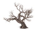 Dead tree isolated on white background Royalty Free Stock Photo