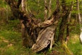 A dead tree with its unstructured trunk