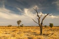 Dead tree in the Kalahari Desert Royalty Free Stock Photo