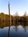 Dead Tree in Lake