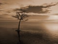 Dead tree in a lake