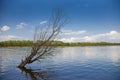 Dead tree in a lake Royalty Free Stock Photo