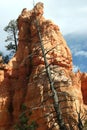 A dead tree leans against a rock Royalty Free Stock Photo