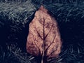 dead tree leaves Royalty Free Stock Photo