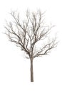 Dead Tree without Leaves isolate on white wit clipping path