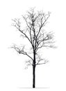 Dead tree without leaves isolated white Royalty Free Stock Photo