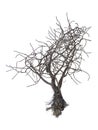 Dead Tree without Leaves on white background Royalty Free Stock Photo