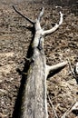 Dead tree lies on the ground in dry mud in a car tire spilled bottom of the pond or ecological disaster