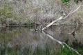 A Dead Tree Limb Reflected in the Water Royalty Free Stock Photo