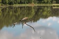 Dead Tree Log Reflected in the River