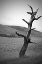 Dead Tree Royalty Free Stock Photo