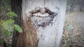A dead tree a long a pathway that has the perfect smile, lips, and teeth.