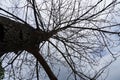 dead tree with lots of branches