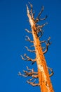 Dead tree Royalty Free Stock Photo