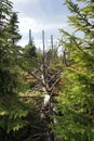 A dead tree lying between young spruces, an autumn forest on the Royalty Free Stock Photo