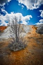 Dead tree at Mammoth Hot Springs at Yellowstone National Park Royalty Free Stock Photo