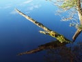 Dead tree in a marsh lake