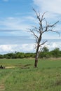 Dead tree at Matusadona National Park Royalty Free Stock Photo