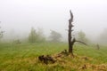 Dead tree on meadow Royalty Free Stock Photo