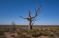 Dead tree at Menindee Lake NSW during drought