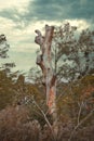 Dead tree in the middle of an autumn forest during a cloudy day Royalty Free Stock Photo