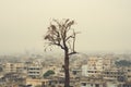 a dead tree in the middle of a city