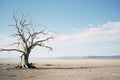 a dead tree in the middle of a desert