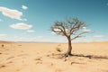 a dead tree in the middle of a desert Royalty Free Stock Photo