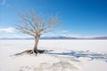 a dead tree in the middle of the desert Royalty Free Stock Photo