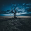 a dead tree in the middle of a desert at night Royalty Free Stock Photo