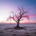 a dead tree in the middle of the desert at sunset Royalty Free Stock Photo