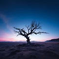 a dead tree in the middle of a desert at sunset Royalty Free Stock Photo